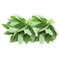 Corchorus (Bundle)