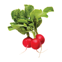 Radish (Bundle)