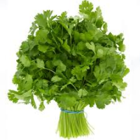 Coriander (Bundle)