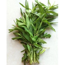 Basil (Bundle)